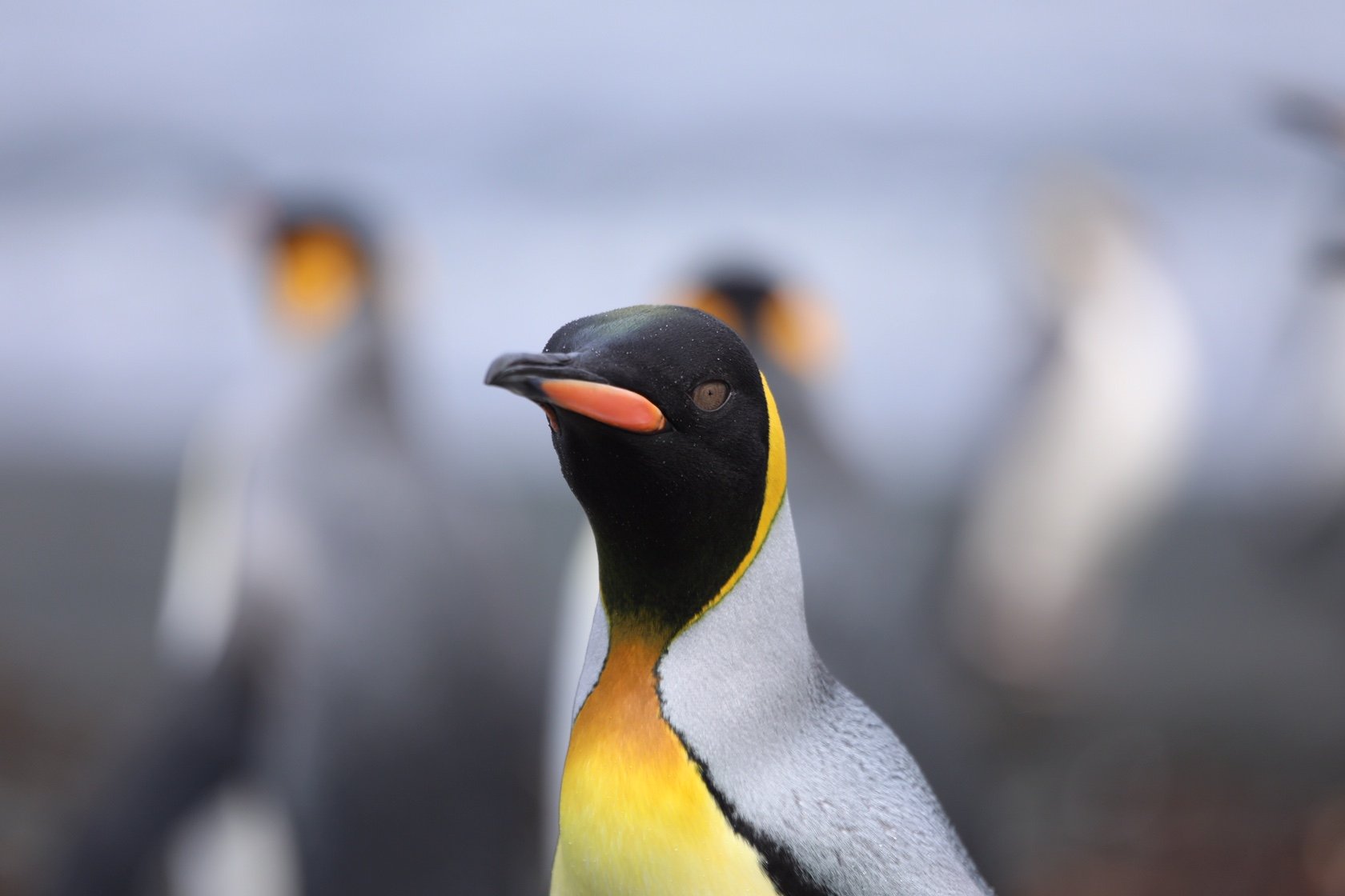 Tom's epic adventure to the Sub-Antarctic Islands