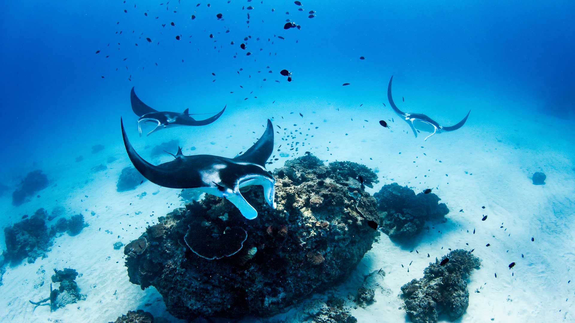 On Expedition from Indonesia to the Great Barrier Reef with Tom