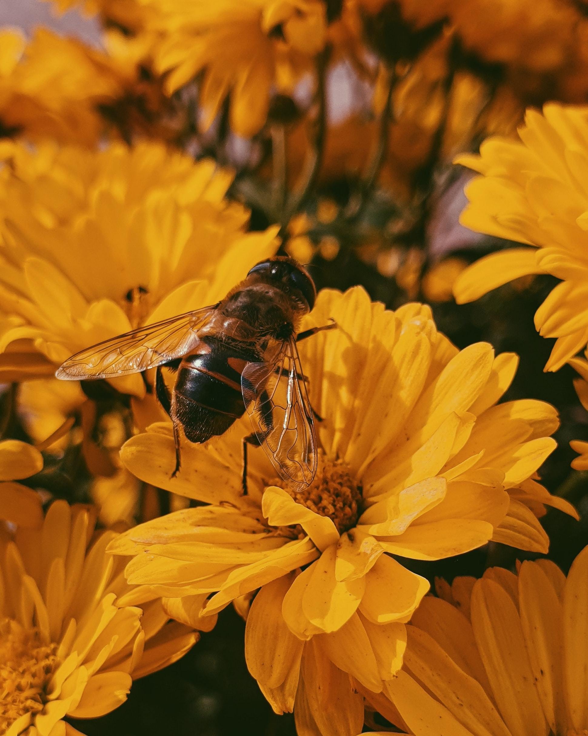 Can Beekeeping be Sustainable?