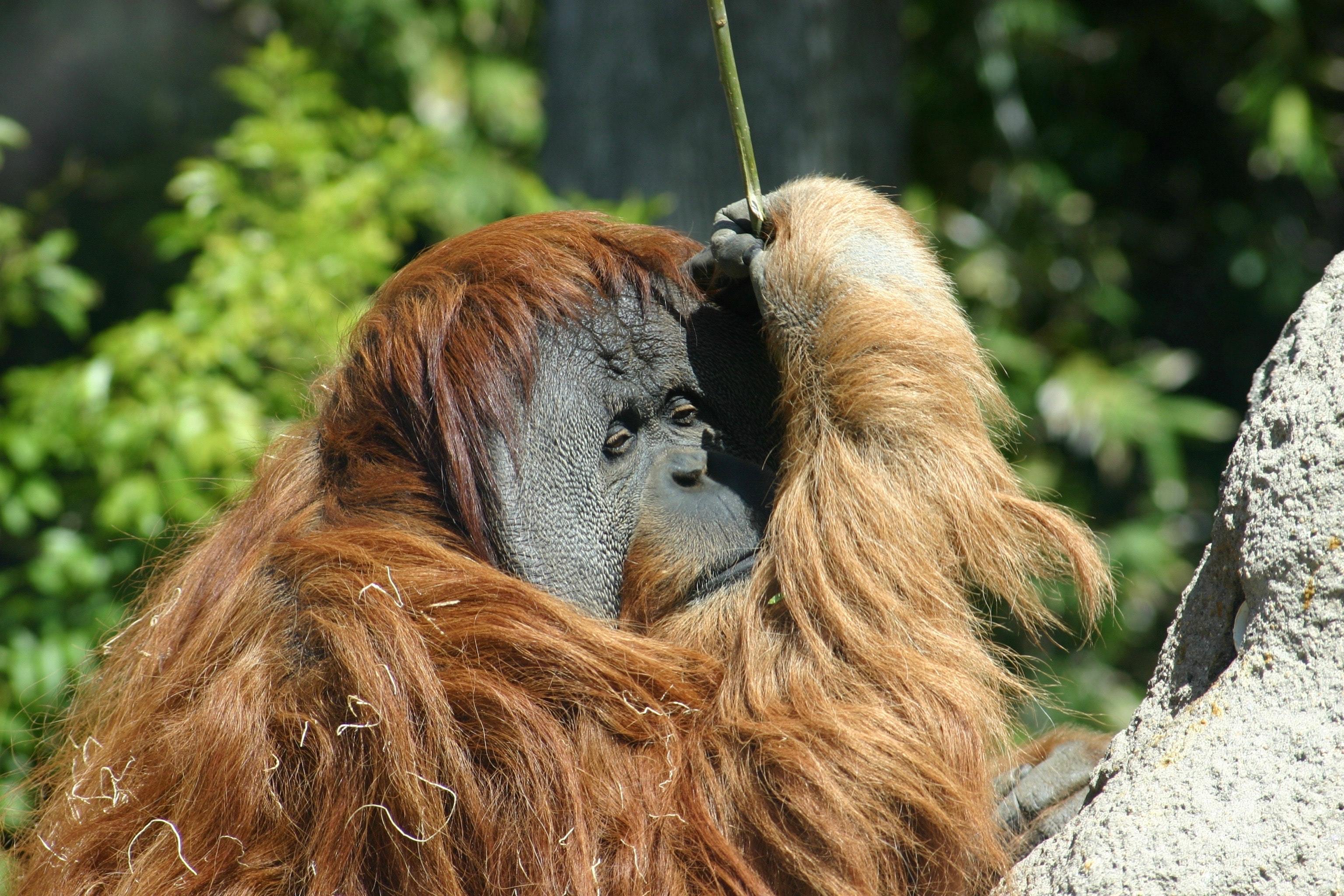 The trouble with palm oil