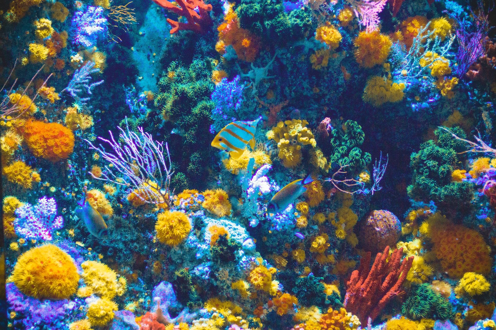 How is SunButter Safe for Reefs?