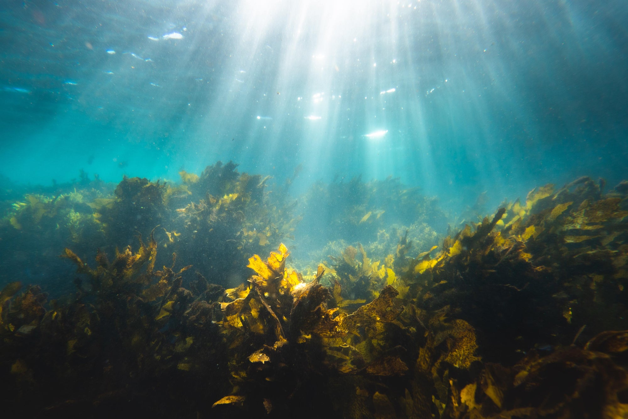 The benefits of seaweed for skin (and everything else)